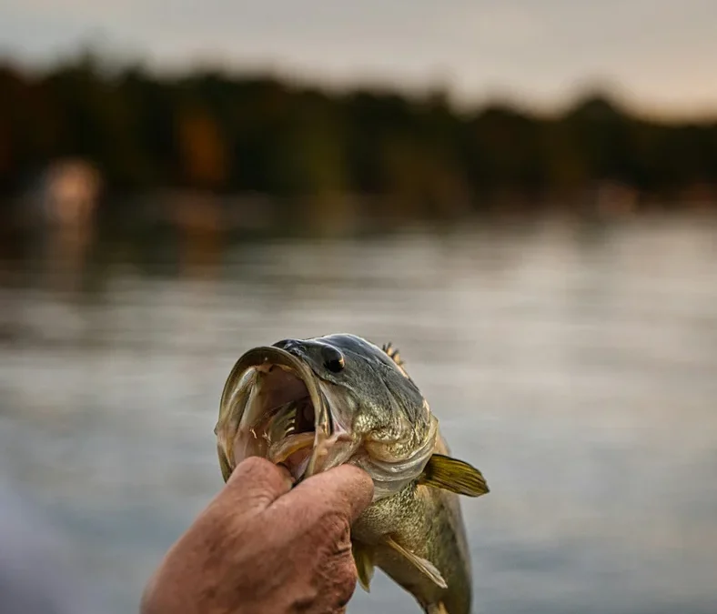 Expert Tips: How to Properly Handle and Release a Bass